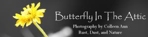 Butterfly In The Attic Photography
